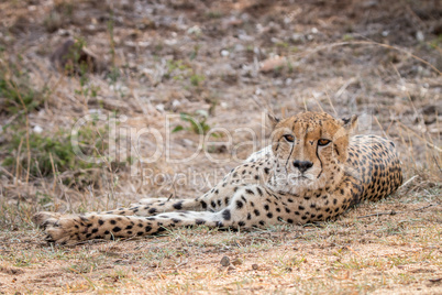 Cheetah laying in the Kruger National Park.
