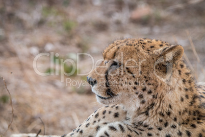 Side profile of a Cheetah in the Kruger National Park.