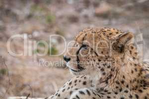 Side profile of a Cheetah in the Kruger National Park.