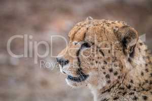 Side profile of a Cheetah in the Kruger National Park.