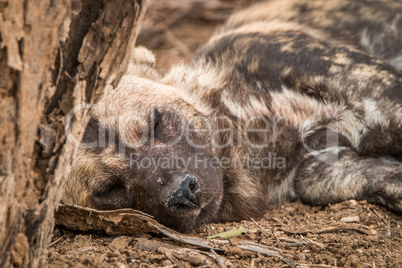Sleeping African wild dog in the Kruger National Park.