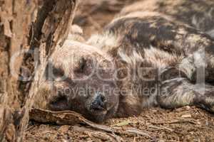 Sleeping African wild dog in the Kruger National Park.