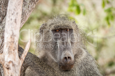 Baboon starring in the Kruger National Park, South Africa.