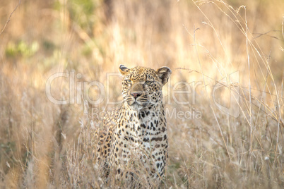 Leopard in the grass in the Kruger National Park.