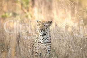 Leopard in the grass in the Kruger National Park.