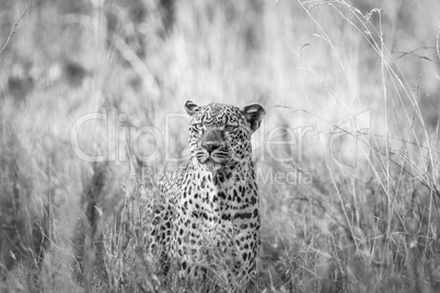 Leopard in the grass in black and white in the Kruger National Park.