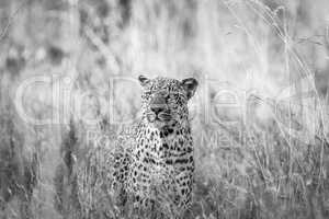 Leopard in the grass in black and white in the Kruger National Park.