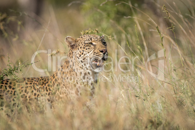 Leopard in the grass in the Kruger National Park.