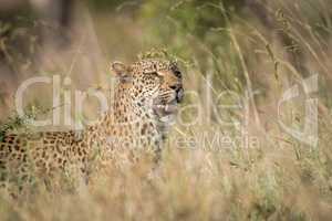 Leopard in the grass in the Kruger National Park.