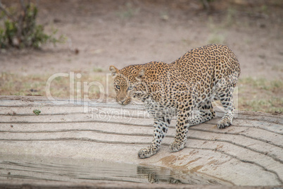 Leopard at a waterhole in the Kruger National Park.