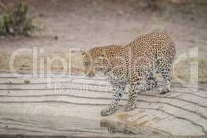 Leopard at a waterhole in the Kruger National Park.