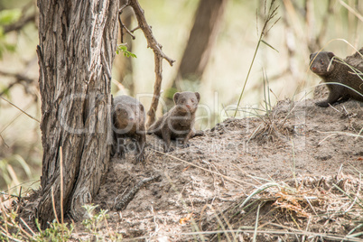 Three dwarf mongoose in the Kruger National Park.
