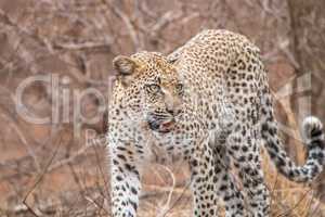 Leopard walking towards the camera in the Kruger National Park.