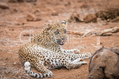 Leopard laying next to a baby Elephant carcass in the Kruger National Park.