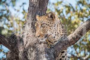 Leopard in a tree in the Kruger National Park.