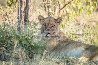 Lioness laying with a dirty face in the Kruger National Park.