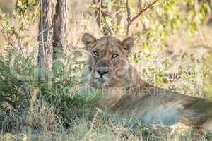 Lioness laying with a dirty face in the Kruger National Park.