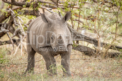 Starring baby White rhino in the Kruger National Park.
