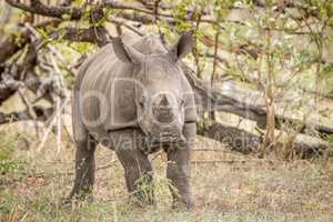 Starring baby White rhino in the Kruger National Park.