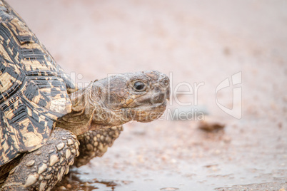 Close up of a Leopard tortoise in the Kruger National Park.