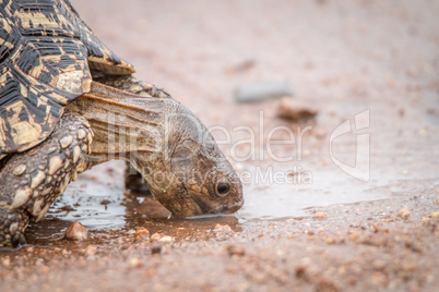 Leopard tortoise drinking in the Kruger National Park.
