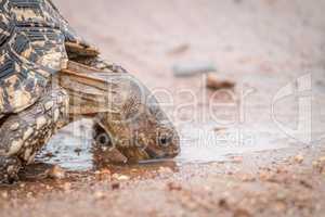 Leopard tortoise drinking in the Kruger National Park.