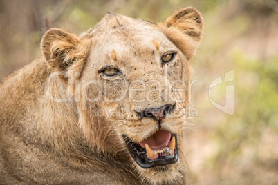 Lion starring in the Kruger National Park.