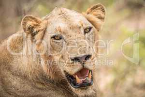 Lion starring in the Kruger National Park.