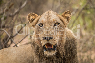 Lion starring in the Kruger National Park.