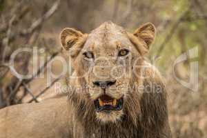 Lion starring in the Kruger National Park.