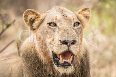 Lion starring in the Kruger National Park.