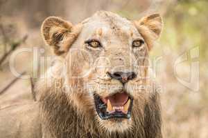 Lion starring in the Kruger National Park.