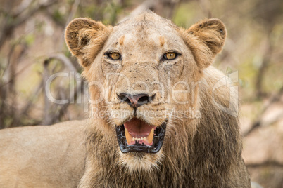 Lion starring in the Kruger National Park.