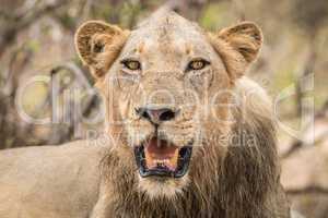 Lion starring in the Kruger National Park.