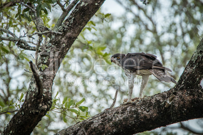 Martial eagle with a kill in a tree in the Kruger National Park.