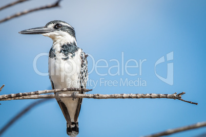 Pied kingfisher on a branch in the Kruger National Park.