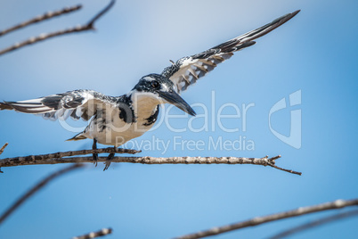 Pied kingfisher flying away in the Kruger National Park.