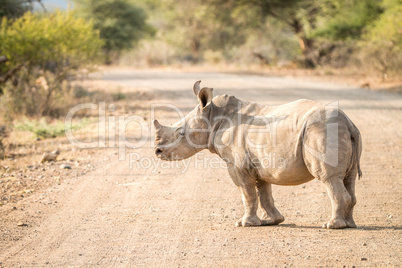 Baby White rhino on the road in the Kruger National Park.