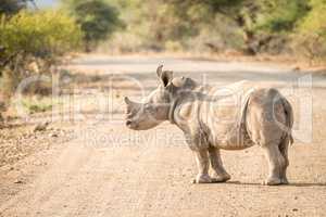Baby White rhino on the road in the Kruger National Park.