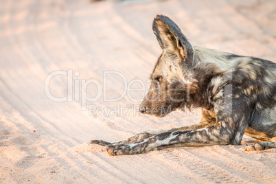 African wild dog laying in the sand in the Kruger National Park.