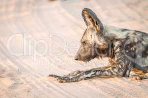 African wild dog laying in the sand in the Kruger National Park.