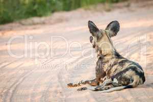 African wild dog laying in the sand in the Kruger National Park.