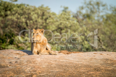 Lion laying on the rocks in the Kruger National Park.