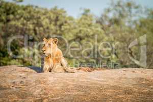 Lion laying on the rocks in the Kruger National Park.