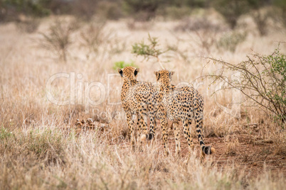 Two Cheetahs walking away in the Kruger National Park.