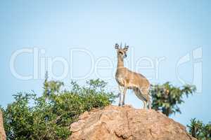 Klipsrpinger on the rocks in the Kruger National Park.