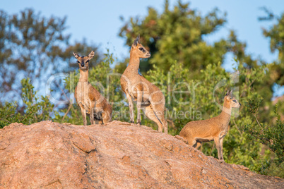 Three Klipspringer on the rocks in the Kruger National Park.