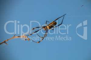 Female Golden orb spider in a web in the Selati Game Reserve.