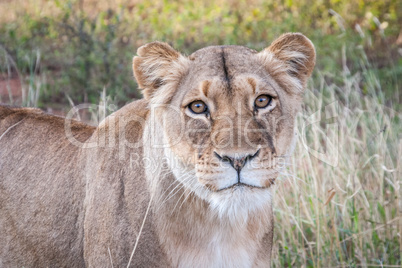 Starring Lioness in the Selati Game Reserve.