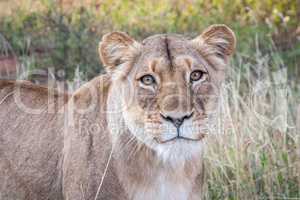 Starring Lioness in the Selati Game Reserve.